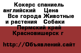 Кокерс спаниель английский  › Цена ­ 4 500 - Все города Животные и растения » Собаки   . Пермский край,Красновишерск г.